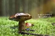 开云体育下载-替补奇兵绝杀，丹麦逆转哥斯达黎加；梅西带队取胜，F组格局骤变