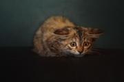 开云官网-斗牛士血染利马之夜，加维压哨绝杀，西班牙完胜秘鲁锁定B组头名