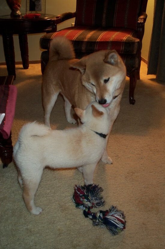 关键先生与团队压制，德布劳内一剑封喉，奥地利三连击锁定胜局