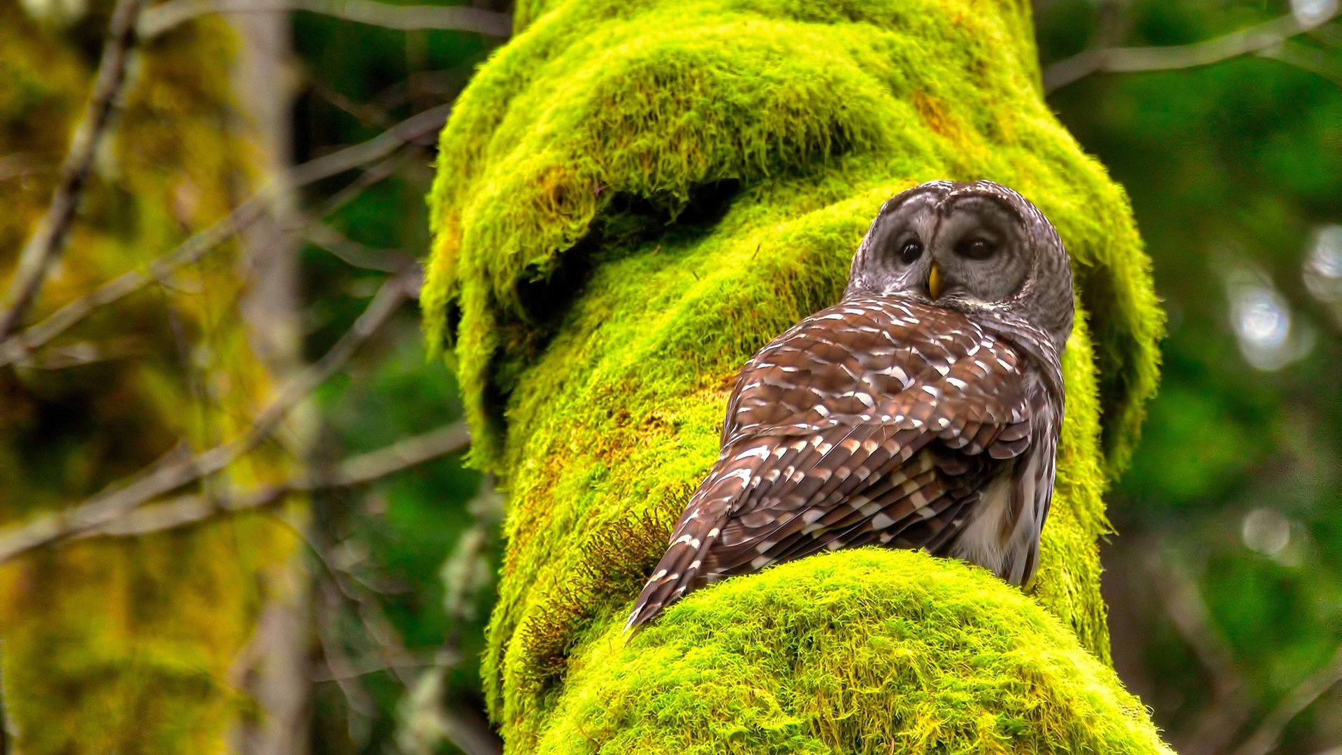 七粒进球铸就经典之夜，赖斯持续杀伤定局皇马胜利
