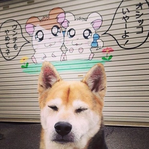 苏亚雷斯完美发挥引领安哥拉爆冷击败爱尔兰，非洲足球再显锋芒