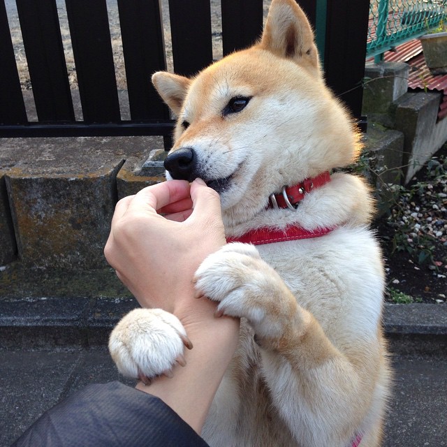 莫兰特神勇连续得分，老鹰队轻松粉碎浙江队