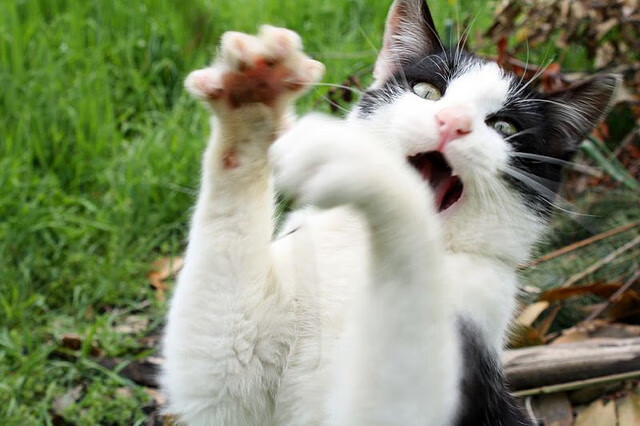 关键战库尔图瓦稳如泰山,塞维利亚逆转比利亚雷亚尔