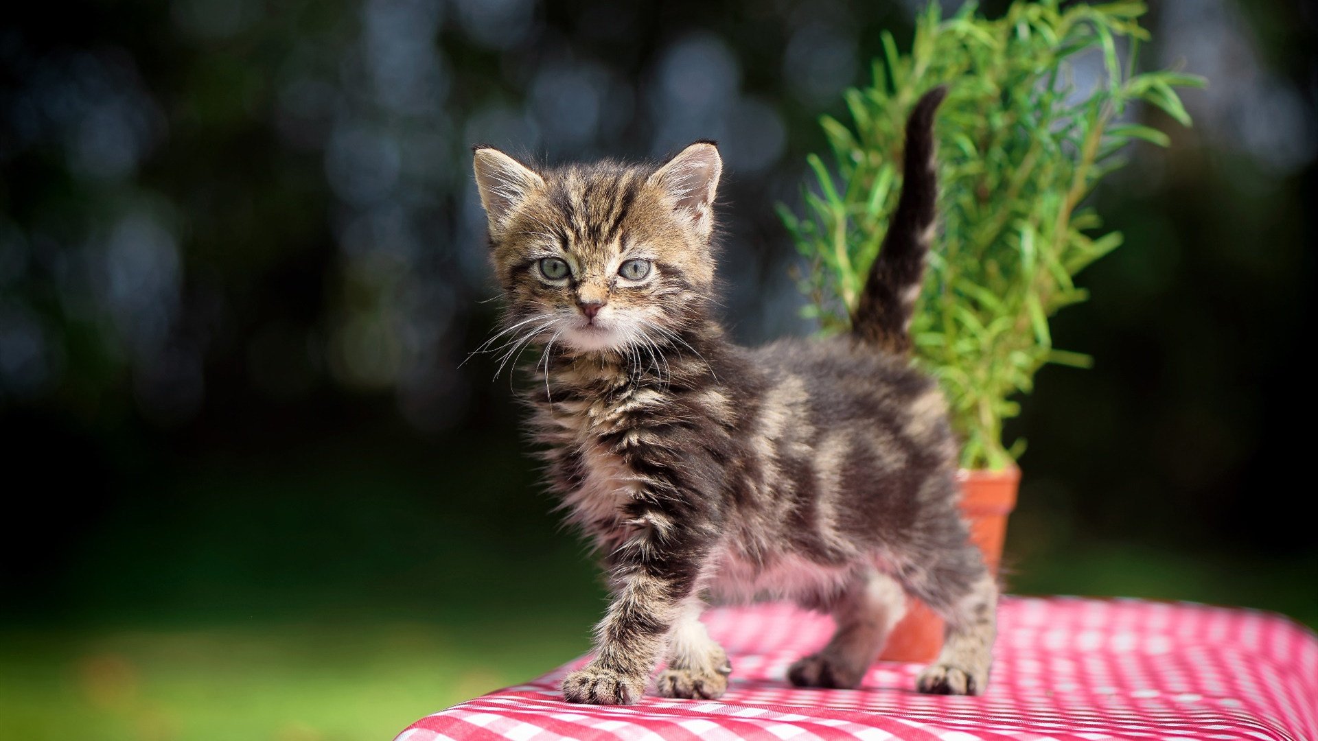 凯恩，大场面先生与英格兰火力压制希腊的王者之道