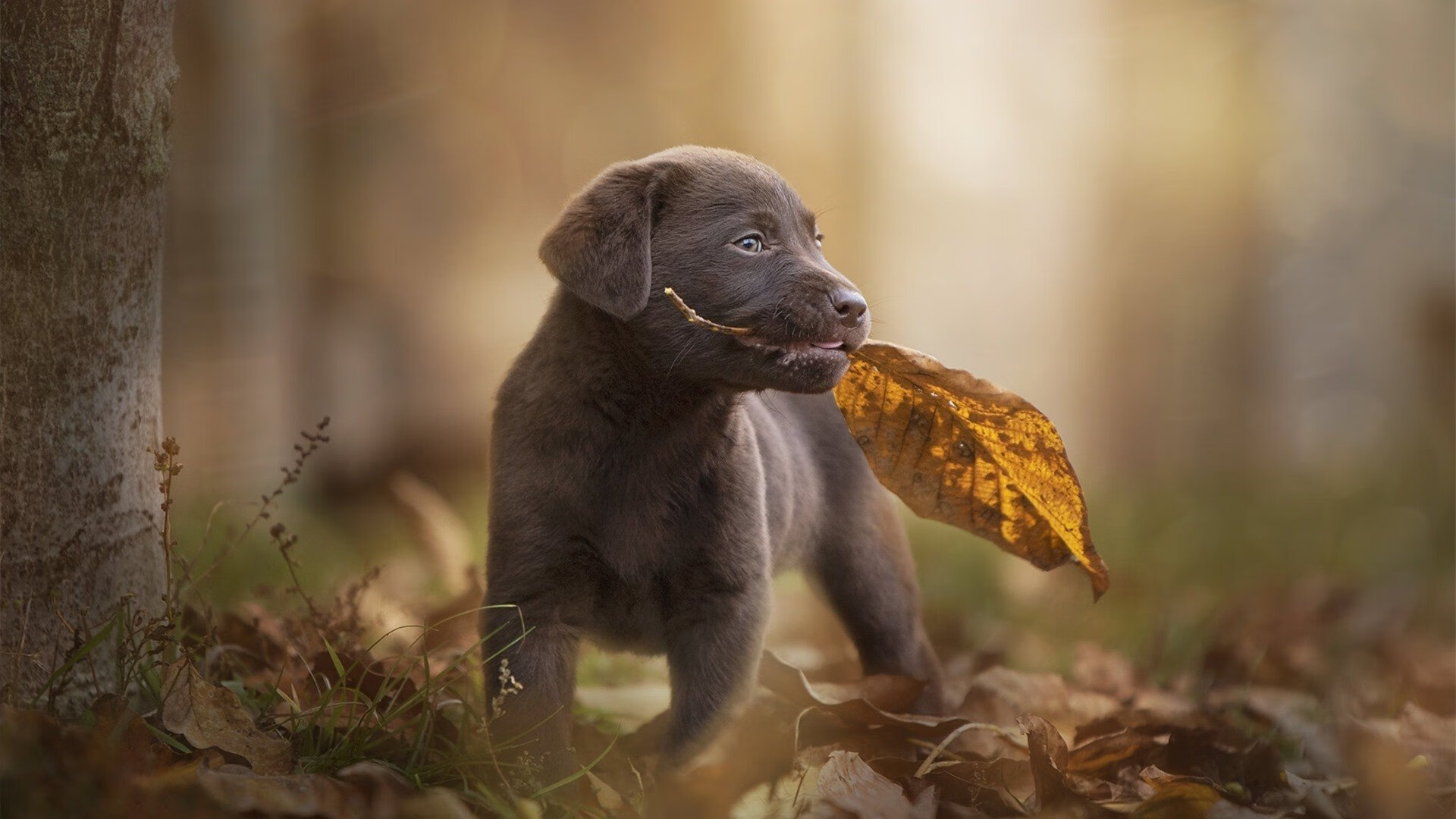 绝境爆发！阿圭罗助厄瓜多尔强势晋级，伊朗悲情离场