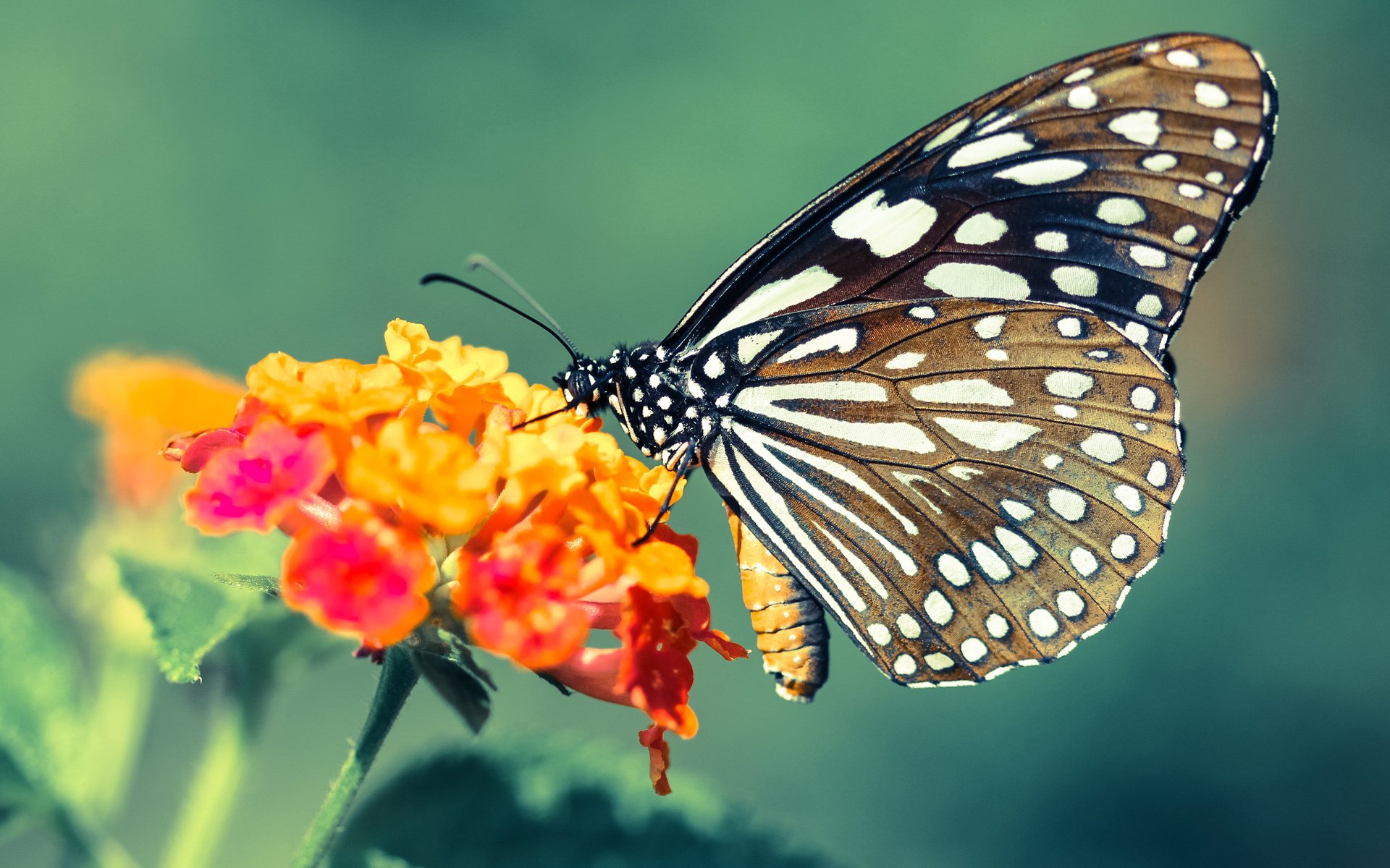 内马尔爆发助巴黎大胜，曼城提前终结悬念波兰球队