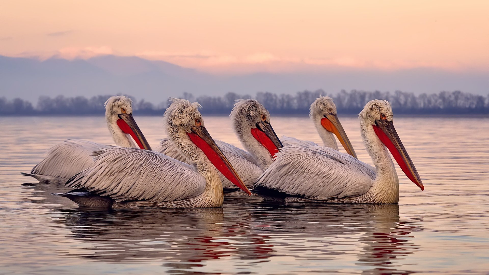 哈兰德独舞沙漠，北欧巨兽在石油德比中展现现代中锋的终极答案