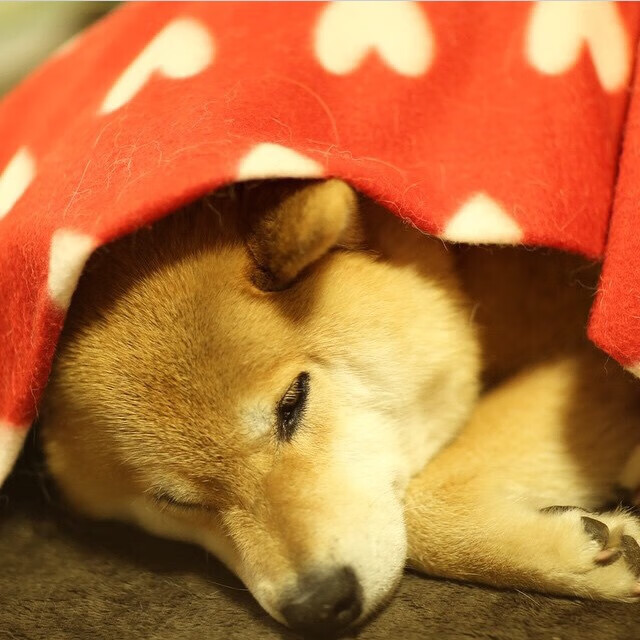 终场之光，奥亚尔萨瓦尔冠军级表现，国际米兰绝杀巴黎铸就欧冠传奇