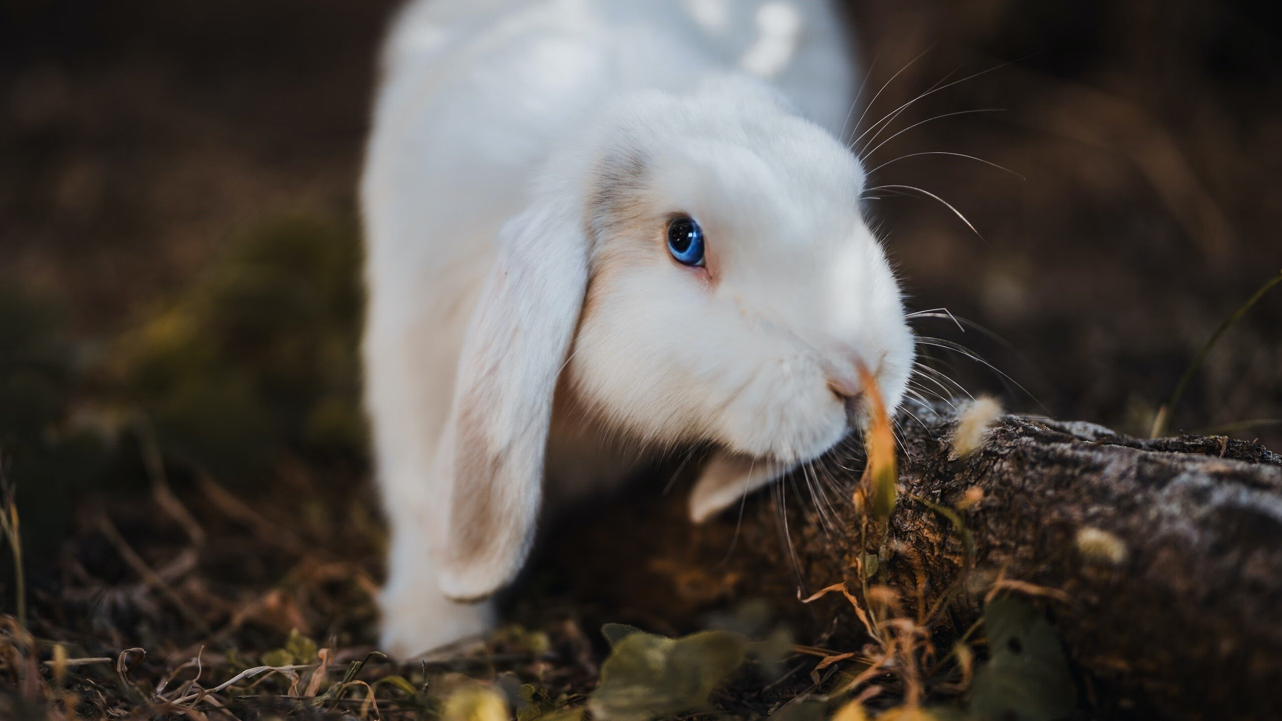 红墙之下，伊萨克与F1年度争冠之夜的孤注一掷