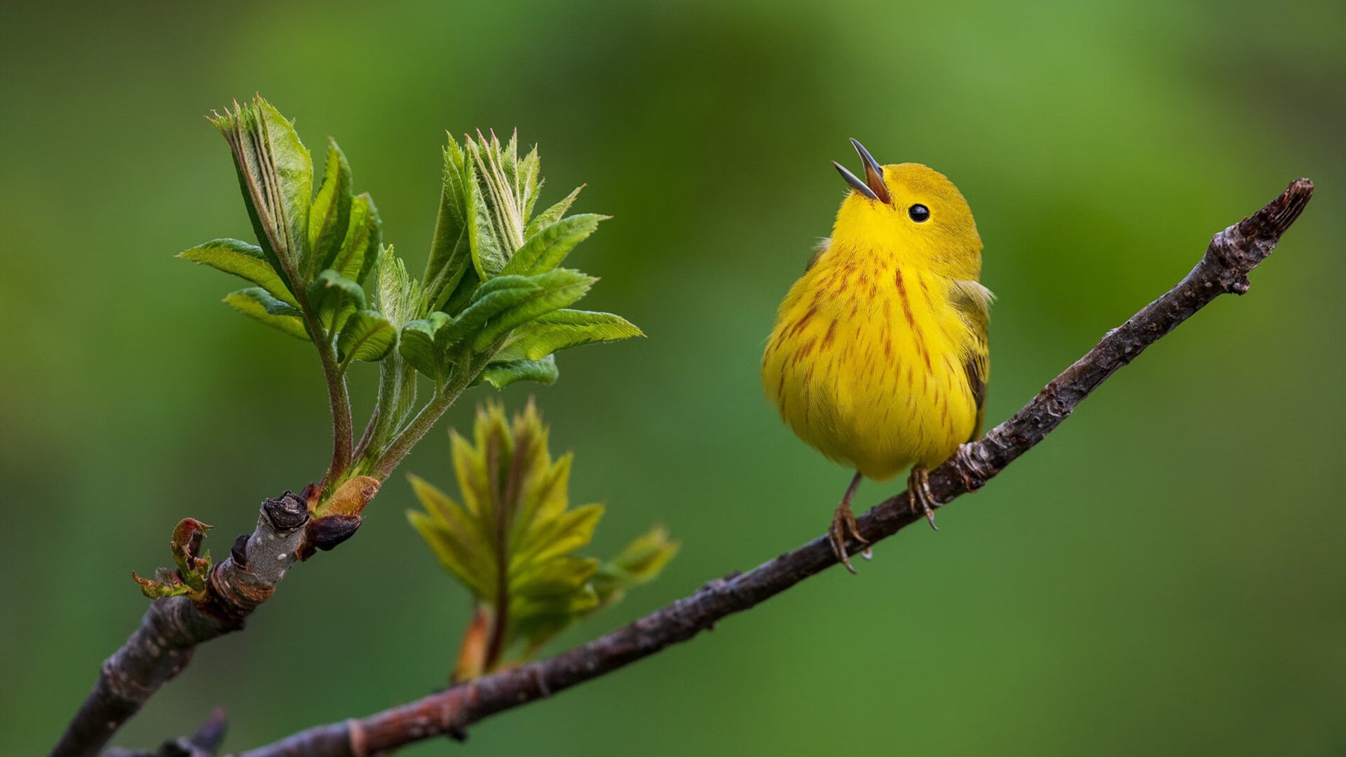 历史性胜利！苏格兰决胜局险胜卡塔尔，卡拉斯科临危救主定乾坤