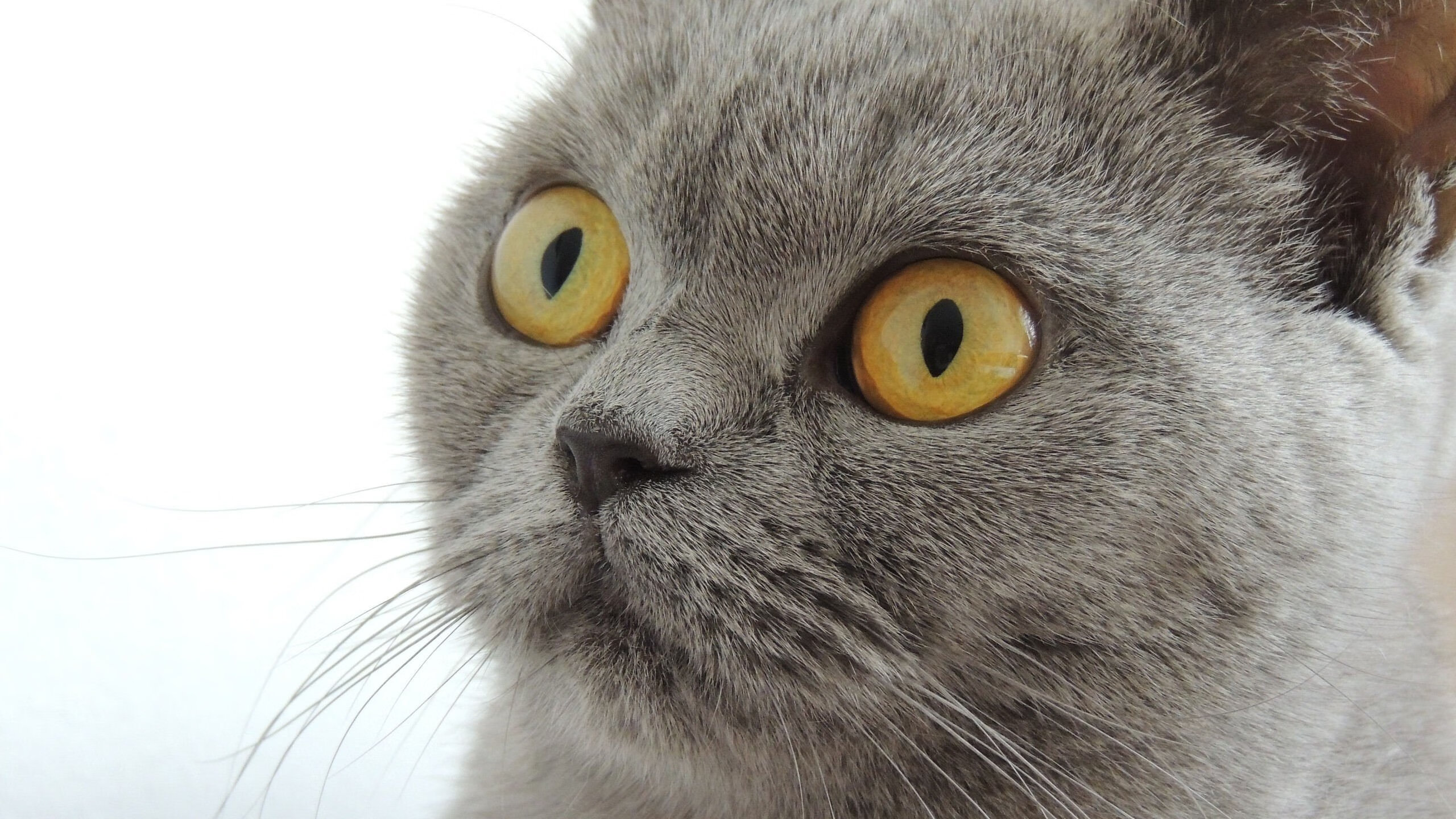 爆冷!新西兰补时绝杀荷兰,欧冠淘汰赛现历史性逆转