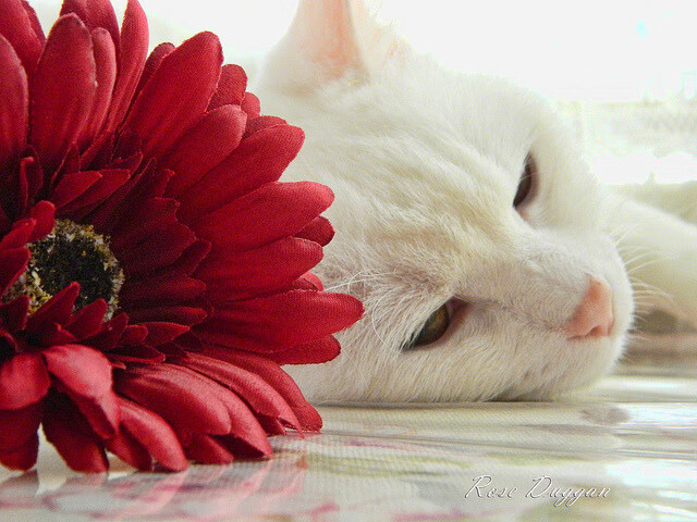 新旧秩序的裂痕，从德甲天王山到欧联逆袭，足球版图正在震动