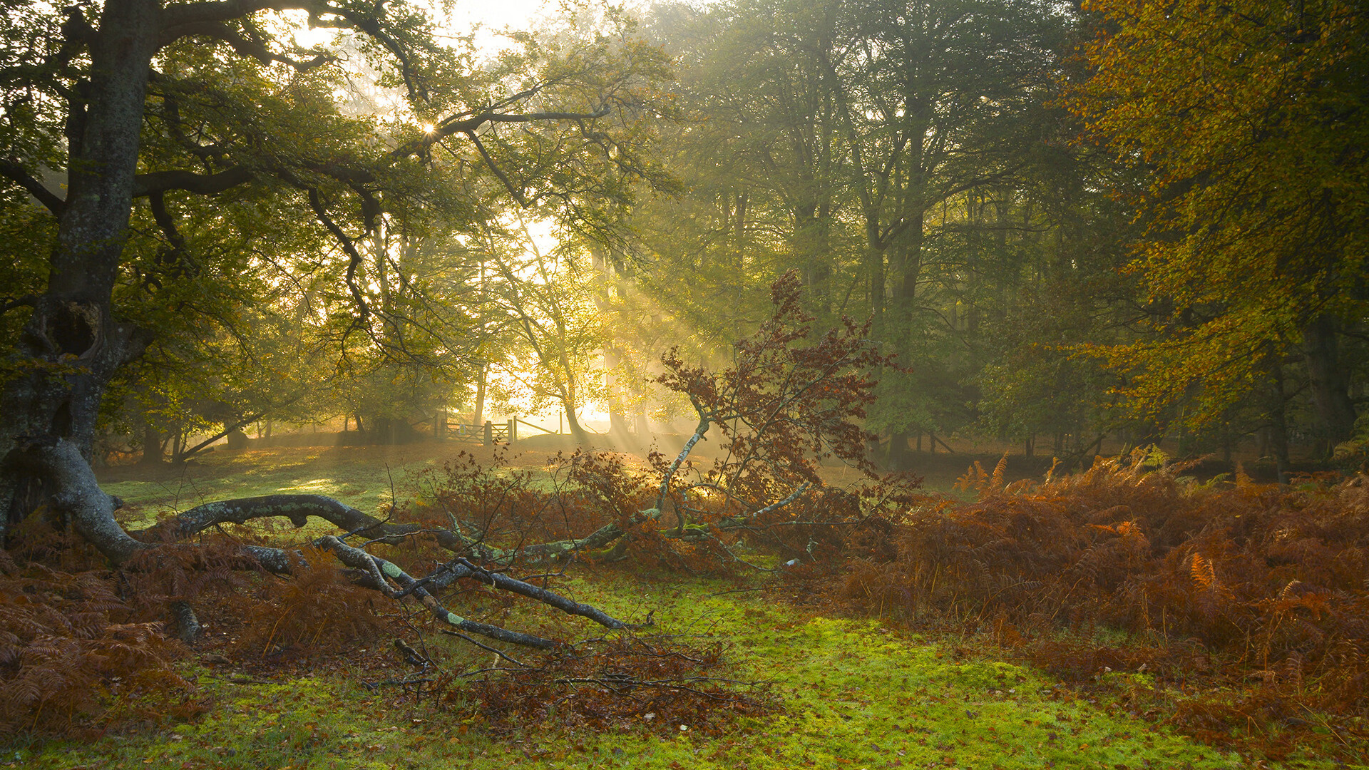 巴克莱中心的东方热潮，爱德华兹狂飙40分，鹈鹕强势击退深圳队
