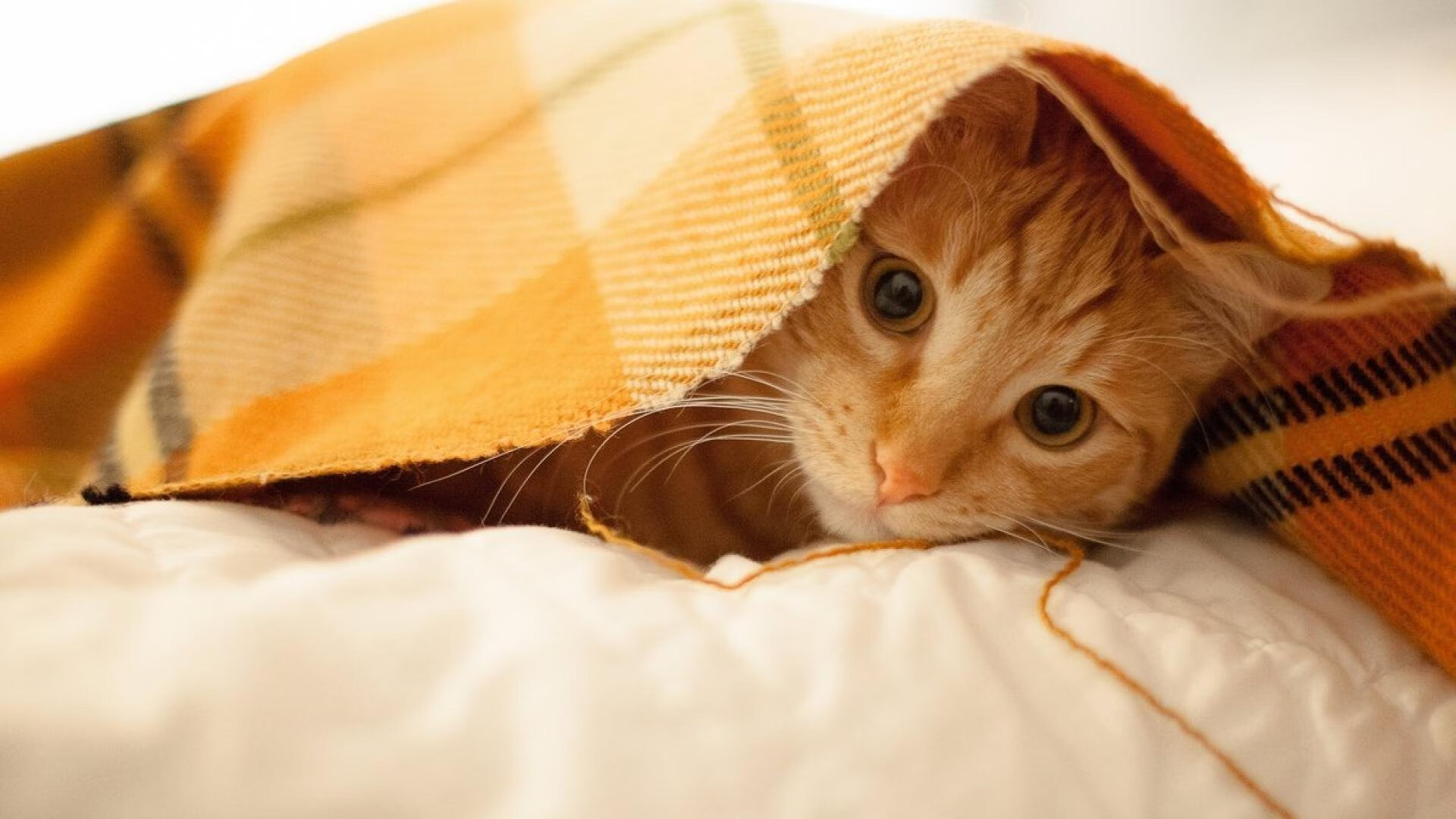 马刺末节狂飙终结爵士,贝恩19分导演逆转好戏