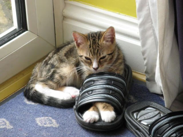 绿茵之上,乌克兰狂胜卡塔尔,2026世界杯引爆东欧风暴